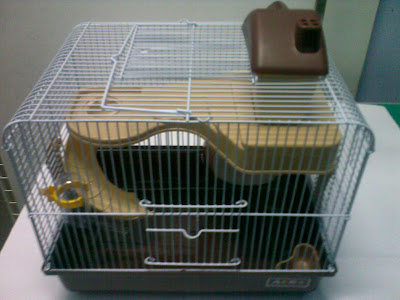 revolution plus orange for cats