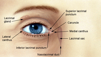 Reasonably Well: Punctal Plugs and Cautery in Sjogren's Syndrome