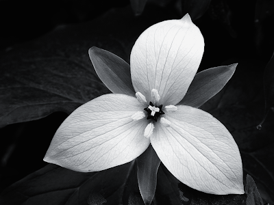 black and white backgrounds flowers