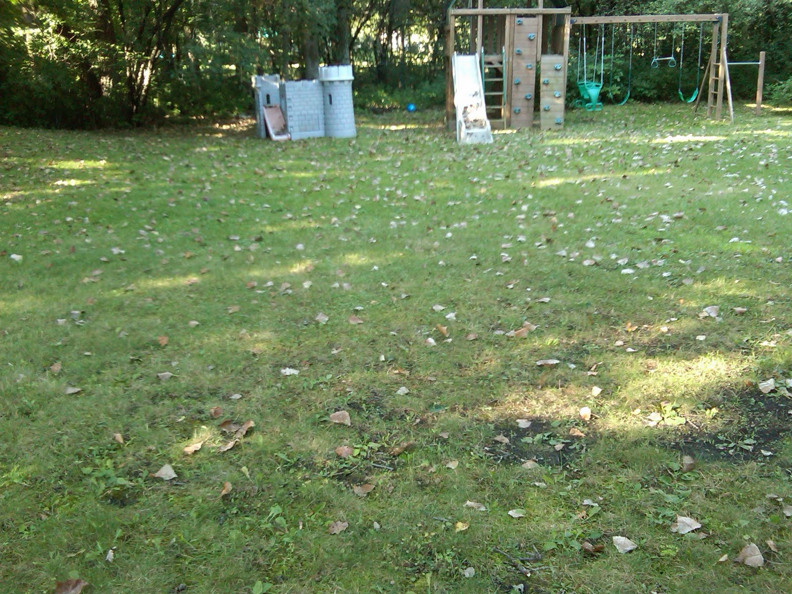 [backyard+with+leaves.jpg]