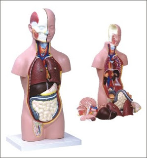 torso humano assexuado torso humano assexuado