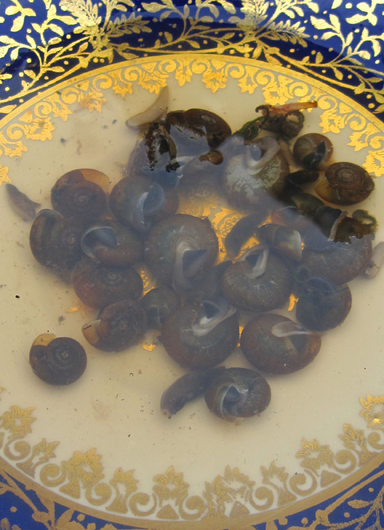 66 Square Feet (Plus) Beer trap for snails