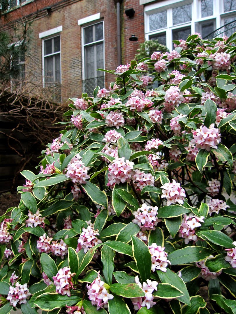 Plant Daphne