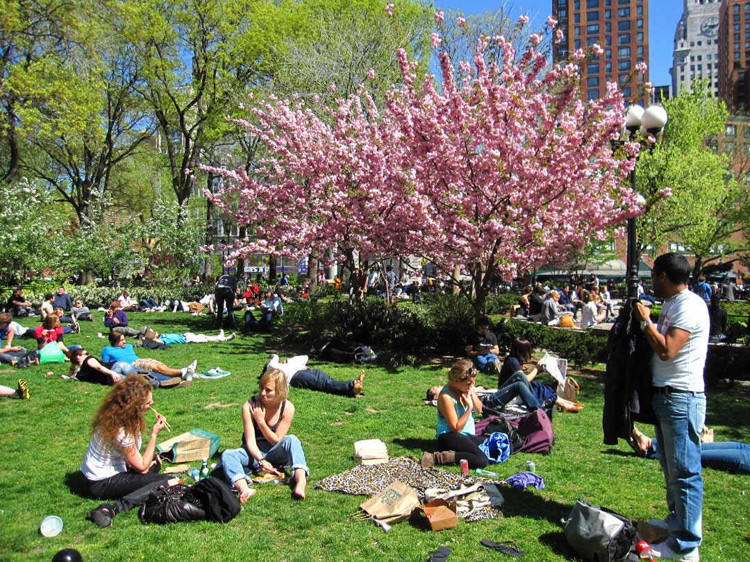 66 Square Feet (Plus) Kwanzan cherry blossom
