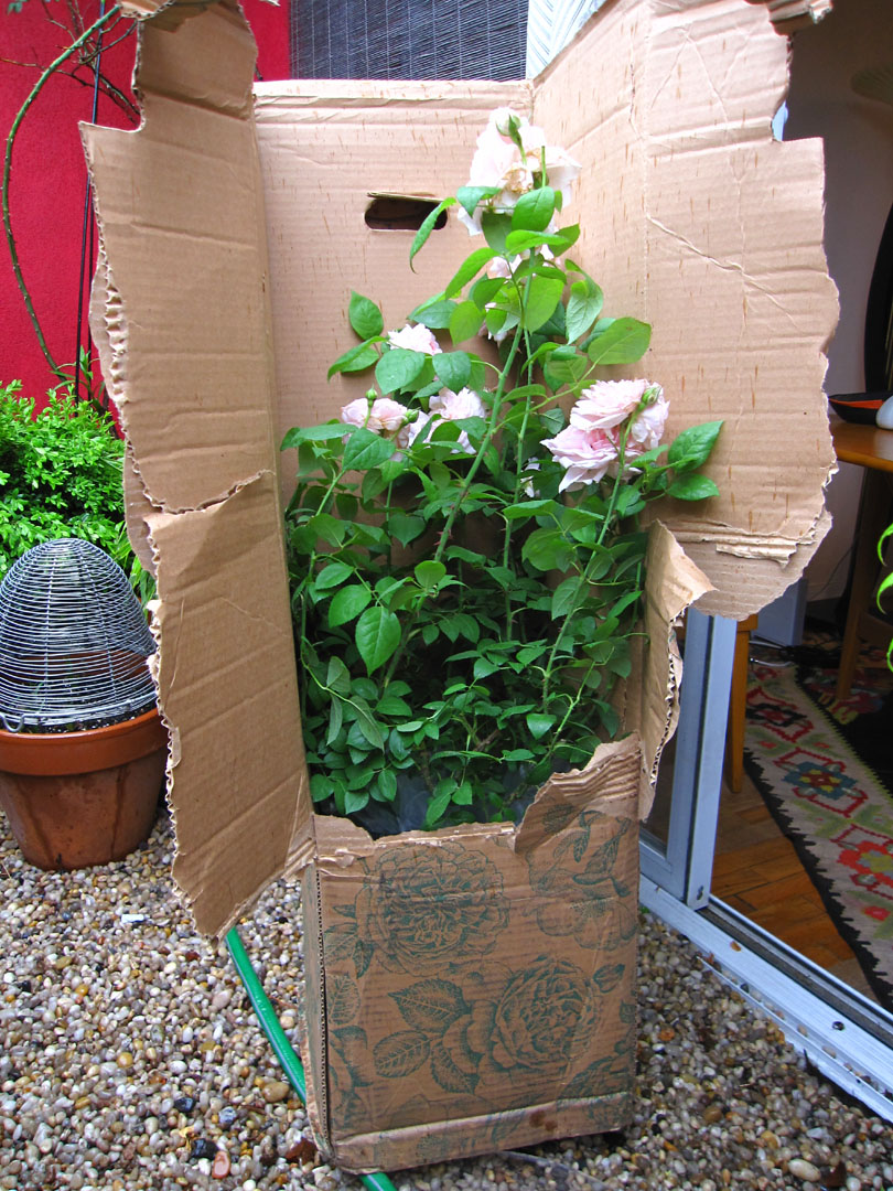 66 Square Feet Plus David Austin Roses By Mail