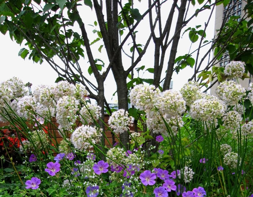 66 Square Feet (Plus) SoHo rooftop garden