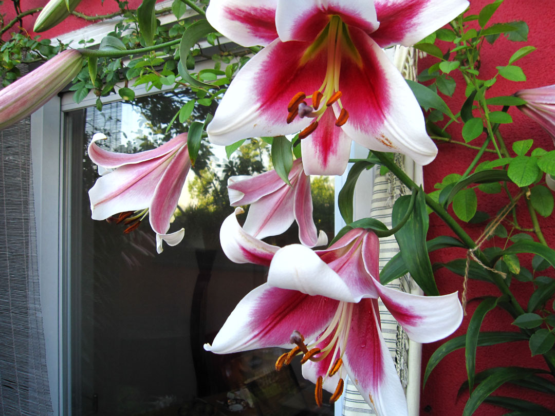 66 Square Feet (Plus) Lilium 'Silk Road'