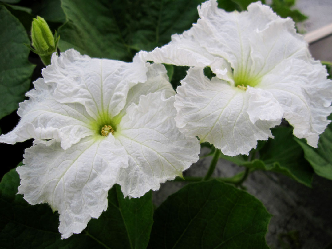 66 Square Feet (Plus) Squash blossoms