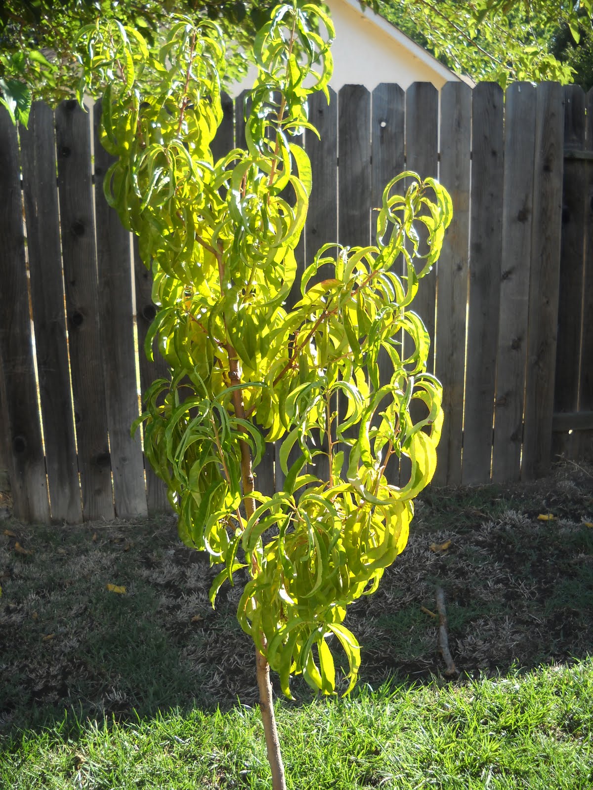 Prune nectarine tree melbourne / "nectarine recipes gelatin mousse"