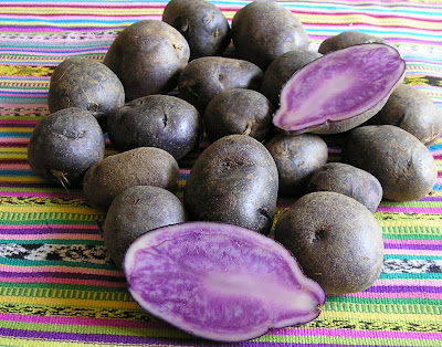 All-Blue Potatoes, as the name suggests, are blue inside and out All-Blue Potatoes, as the name suggests, are blue inside and out