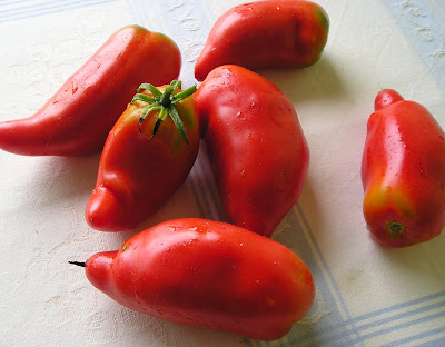 tomatoes opalka amish paste