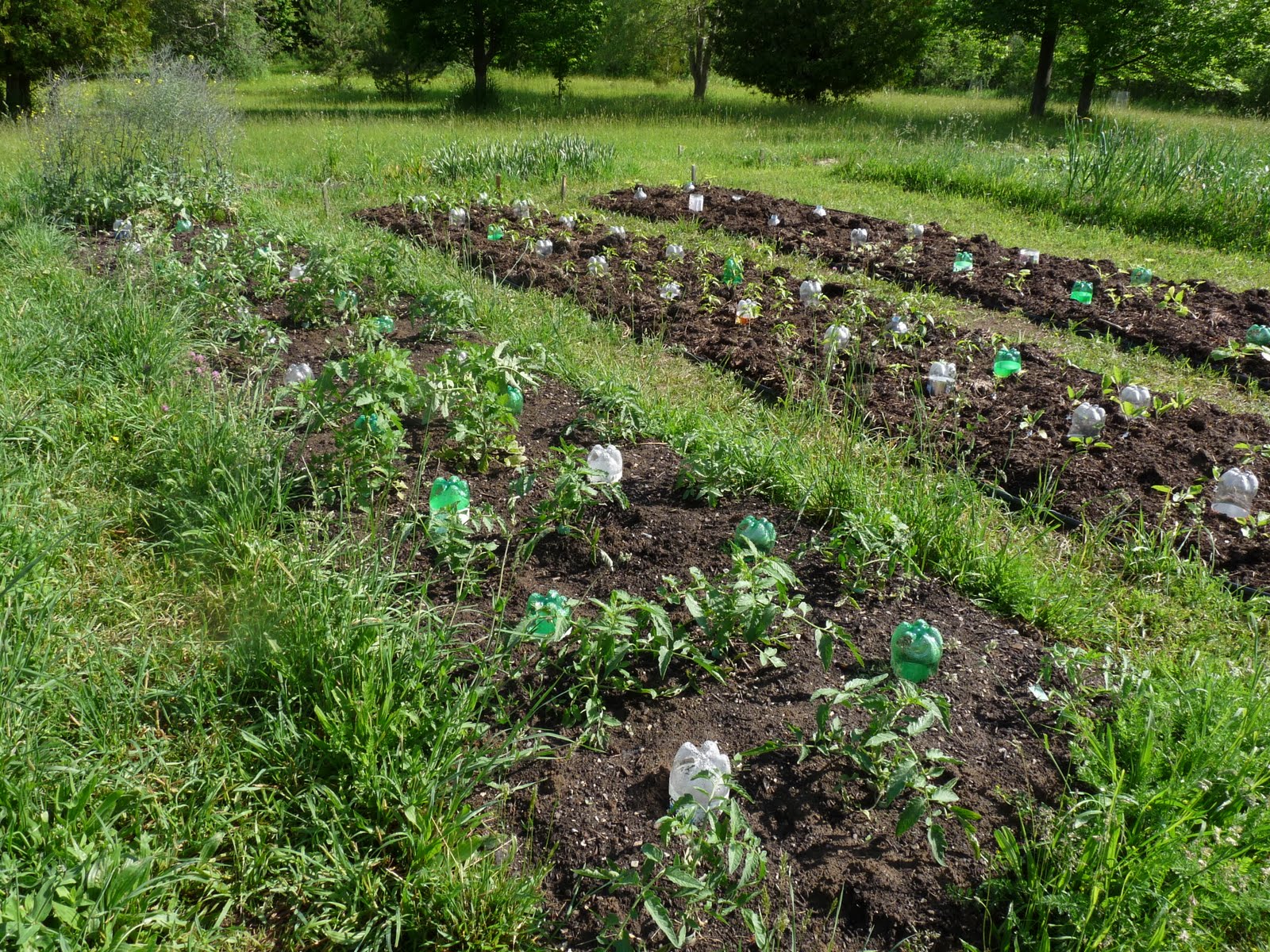 Intercropping Vegetables