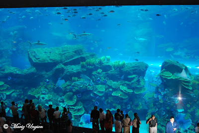 Dubai+mall+aquarium+photos