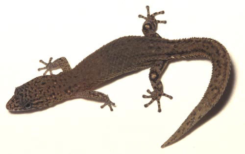 Lizard venom could open up new