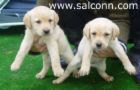 Perros