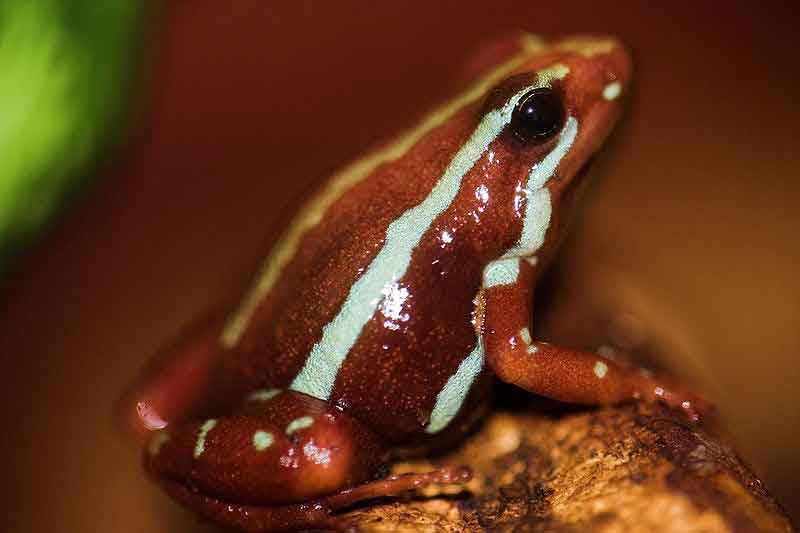One way, two directions Poison Dart Frog Enough Poison To Kill More