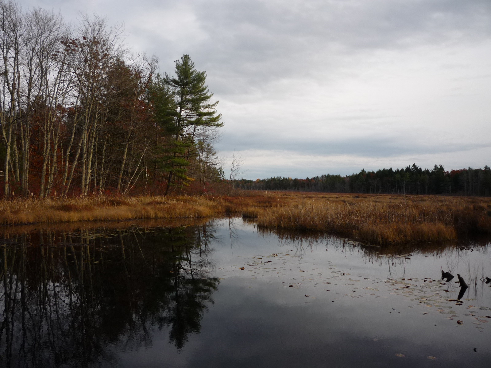 Daily Pics photographs by CarenMarie Michel Limington Bog, Maine