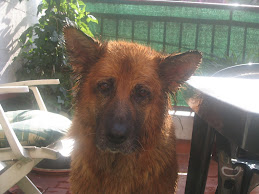 **My_pErriTa:LaSSie**