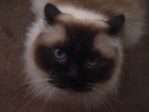 [gato.JPG]