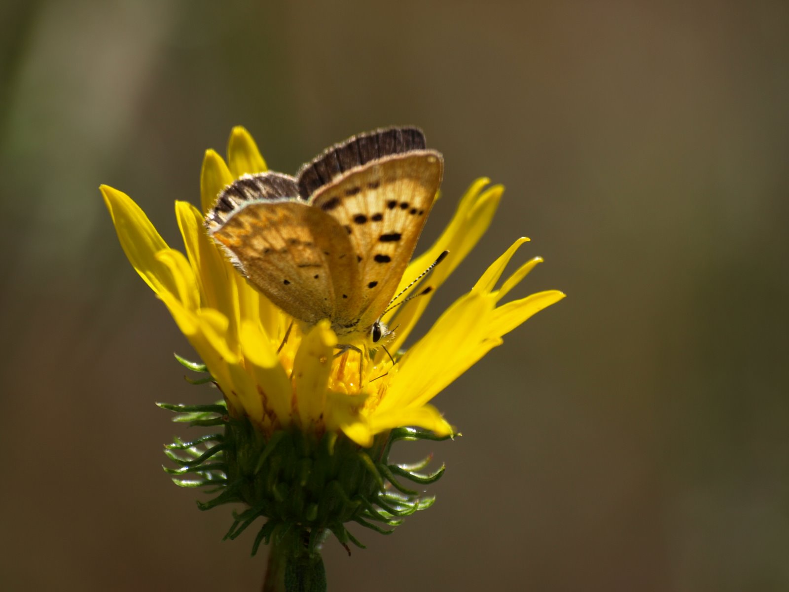 [VancouverIsland20080910_04.JPG]