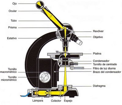 Dibujo De Microscopio