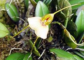 [MASDEVALLIA+PTEROGLOSSA+YOTOCO.jpg]