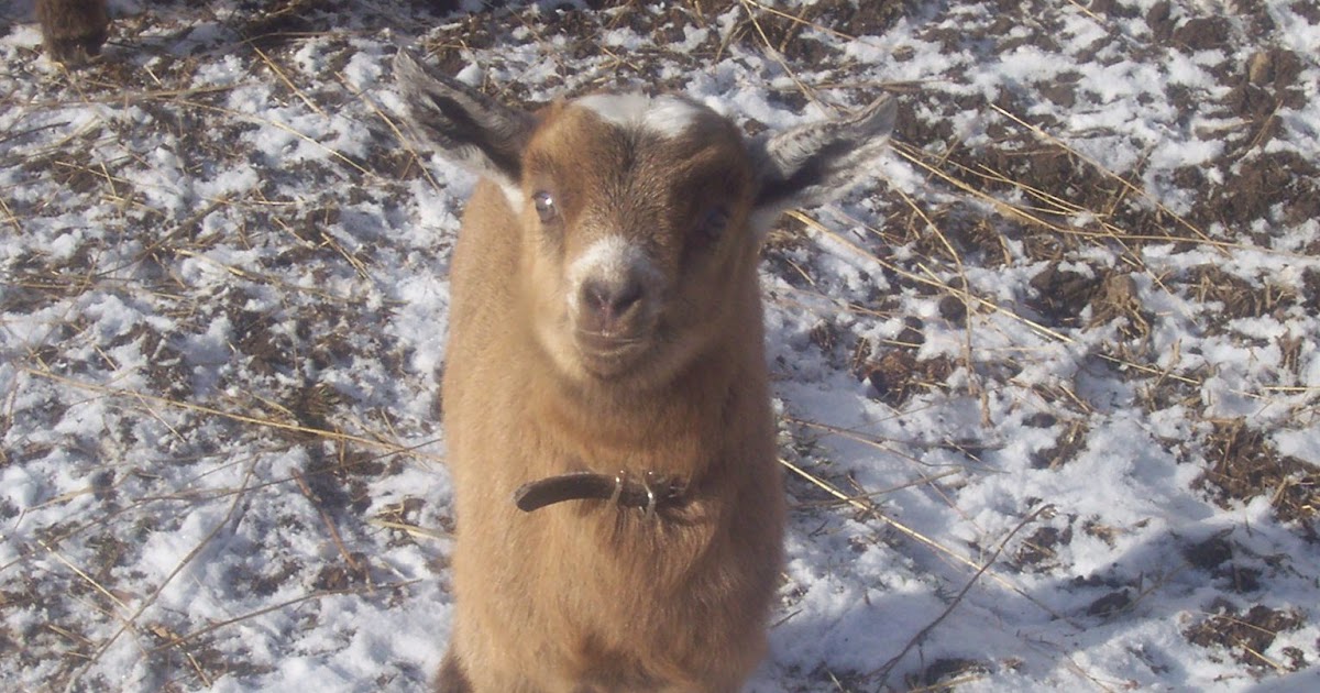 Johnson Family Farm Cold & Goat Pictures