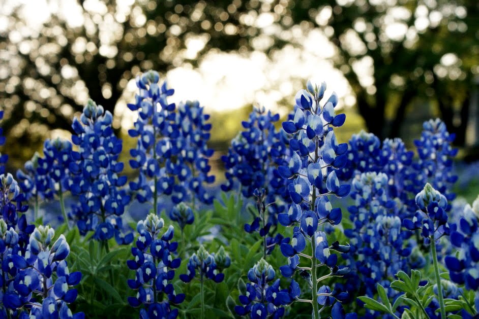 wilkinsonquints bluebonnets and longhorns wilkinsonquints bluebonnets and longhorns