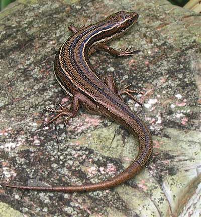 Lizards crawl on their belly