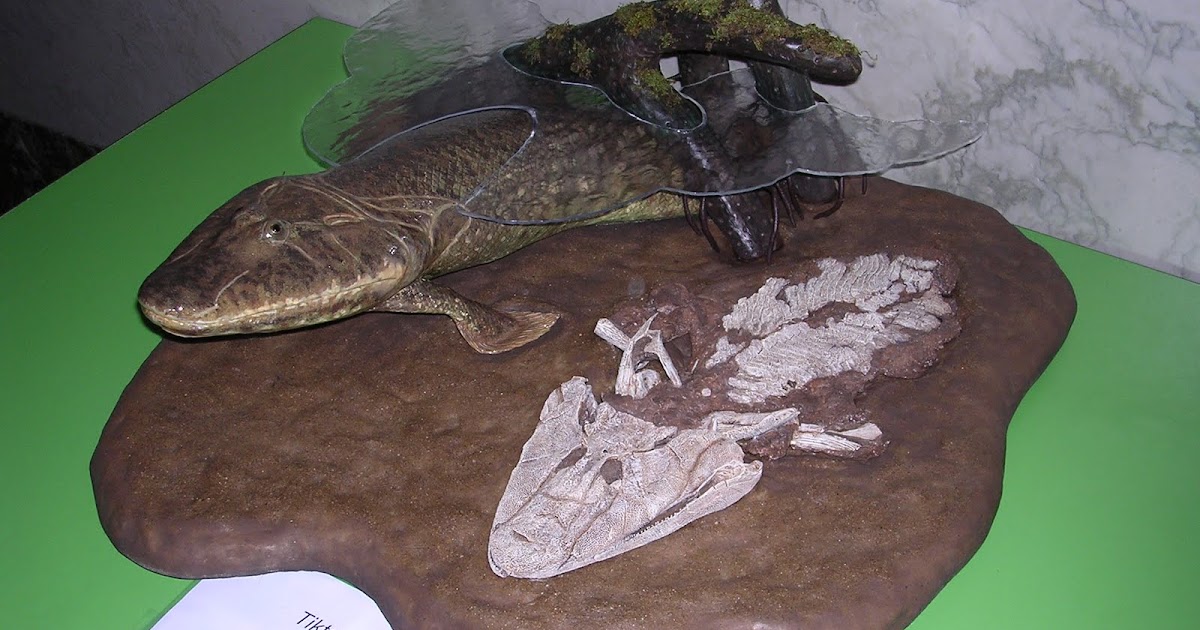 Kumtuks Tahlkie: Fossil Vertebrate of the Month: Tiktaalik