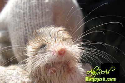 Baby Jerboa