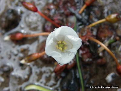 Drosera whittakerii regeneration after Black Saturday Bushfire. Indigenous Carnivorous plant growing in Humevale Victoria