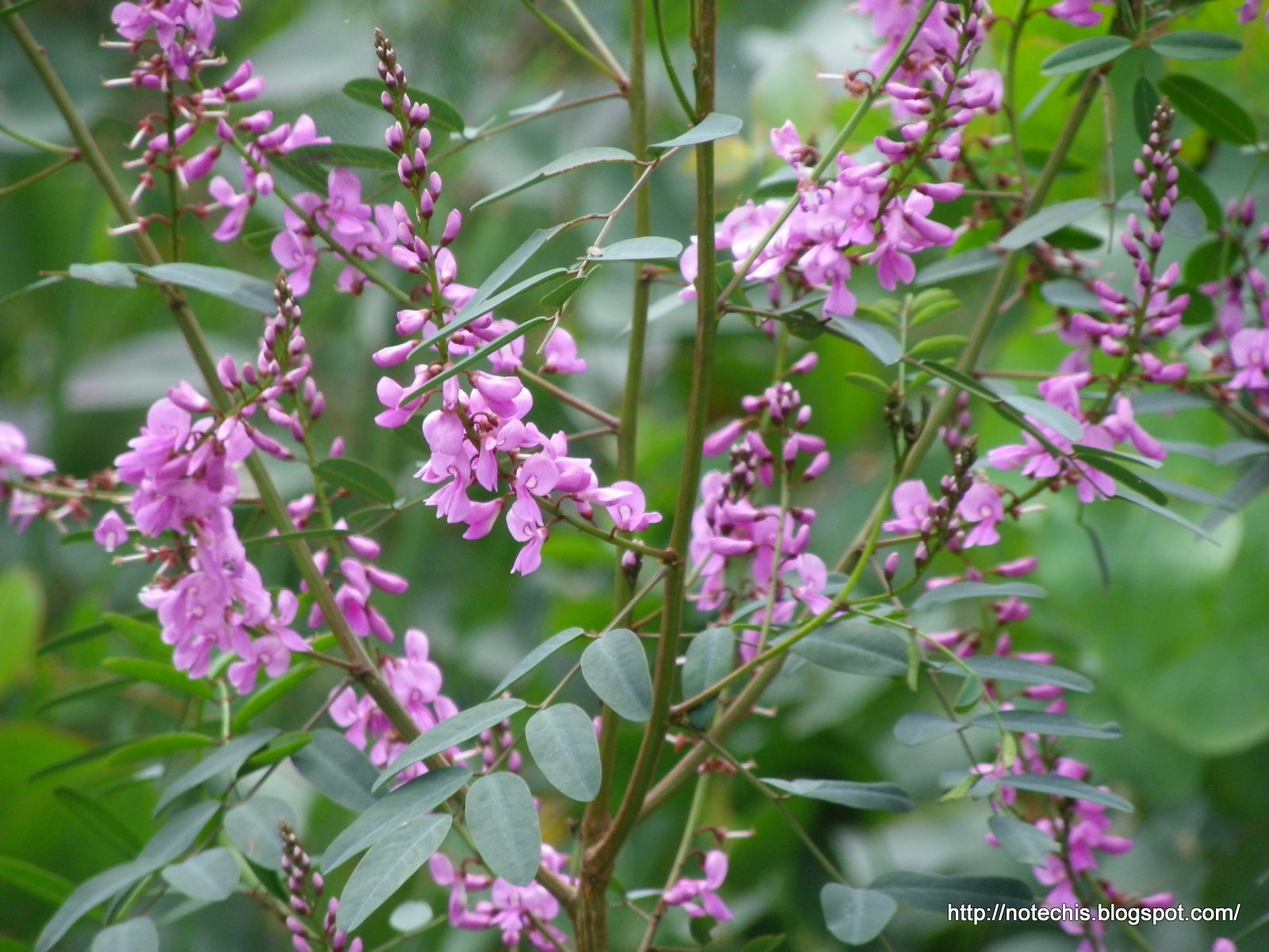 Indigofera Australis