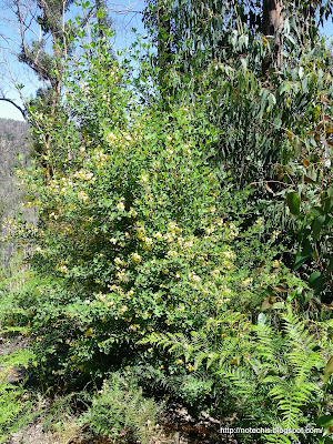 goodia lotifolia in flower 18 months after Black Saturday. Fabaceae recovery and regrowth following fire.