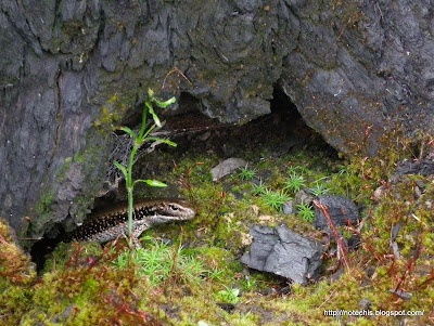 Eulamprus tympanum recovery after fire. Humevale December 2010, water skinks