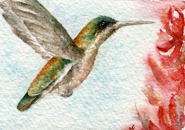watercolor hummingbird painting