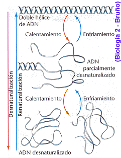 cantidad de cadenas del adn recreacioniii aula virtual del adn y dna cantidad de cadenas del adn recreacioniii aula virtual del adn y dna