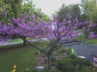 Redbud blooms in April