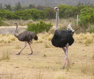ostriches, image courtesy of DiamondIslandRetreat