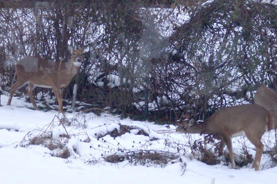 three does nibble on the garden greenery