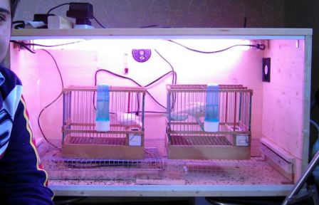 bird hospital cage