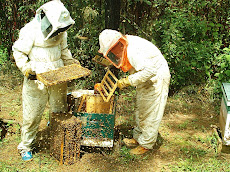 Apicultores trabajando ...