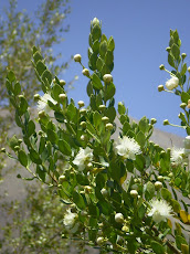 La flora autoctona de alta montaña