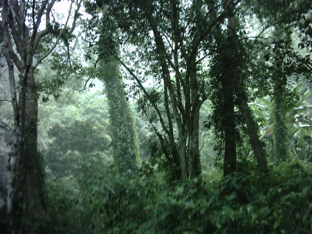 Hutan Hujan Tropis Kalimantan