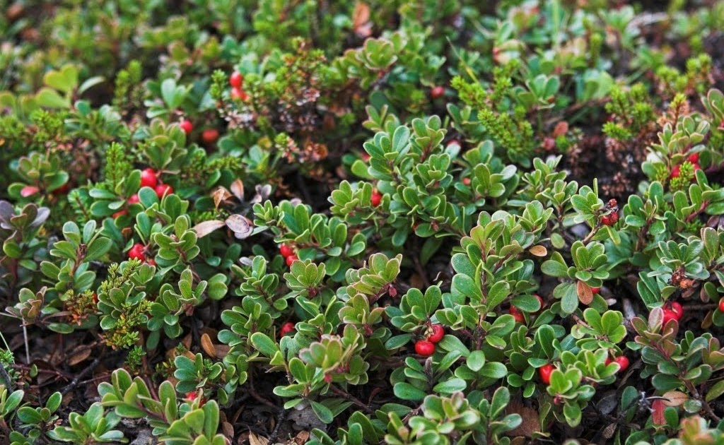 Flora montana Bearberry
