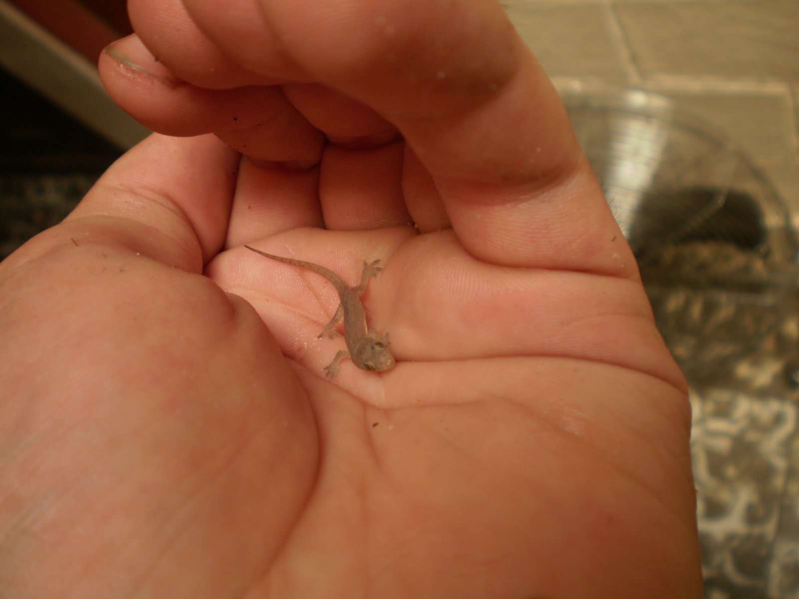 Baby Geckos