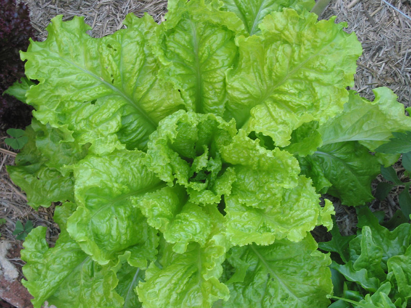The Front Yard Farm Lettuce Be Thankful