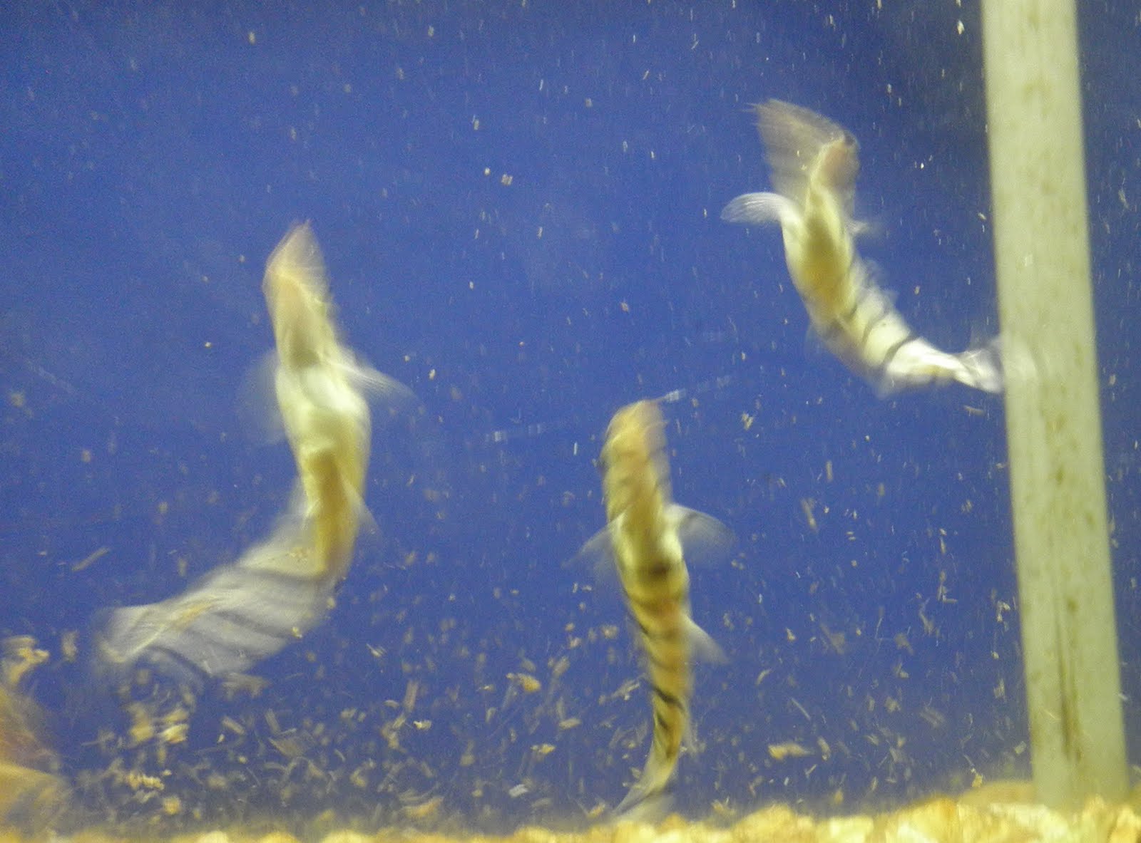 Loach Eggs
