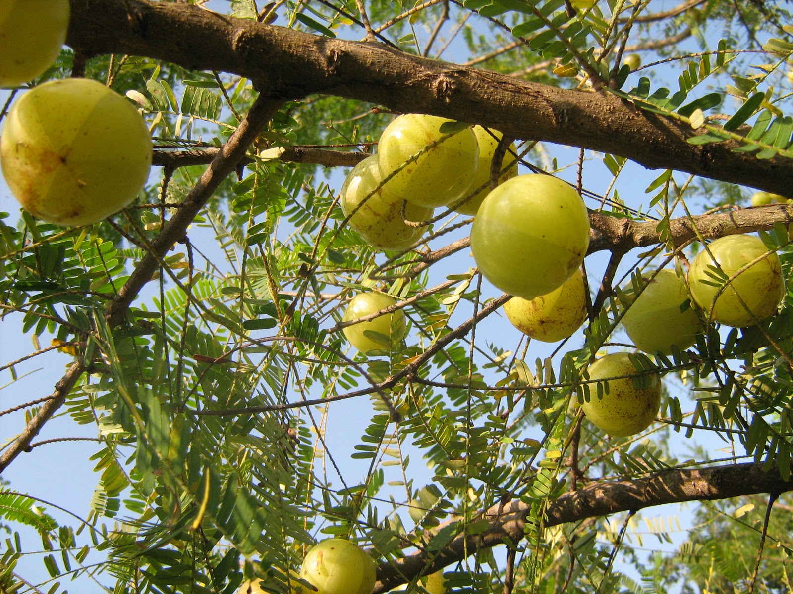 Beta Meral My Amla Cultivation