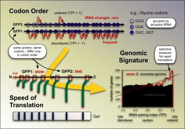 Cientistas descobrem novo código genético: adeus dogma do DNA? Codon+order